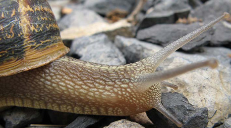 ¿Los caracoles matan más humanos que los tiburones?