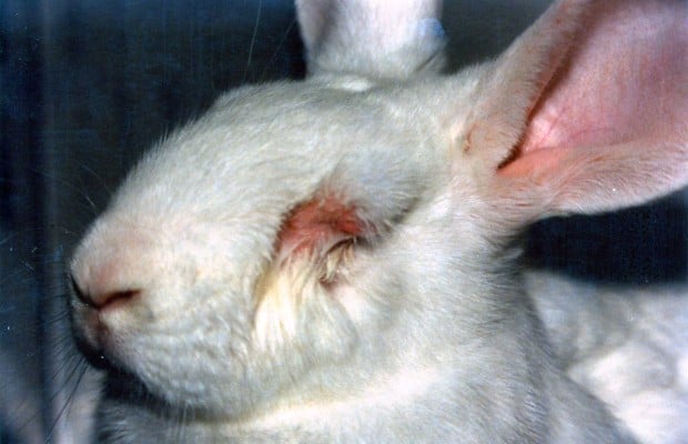 Estas son las empresas que son más crueles con los animales? Enserio, nunca lo habría dicho…