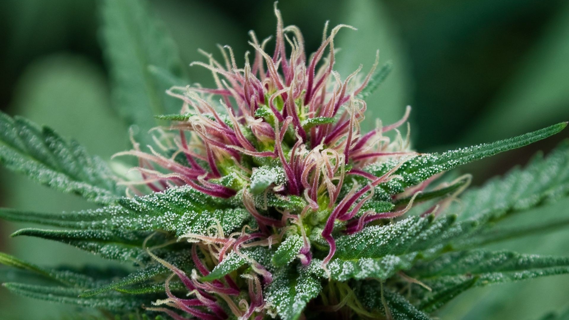 Uruguay aprueba reglamento sobre la marihuana medicinal y la venta de la planta