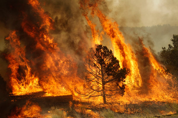 Conaf: Accidentes son principal causa de incendios forestales