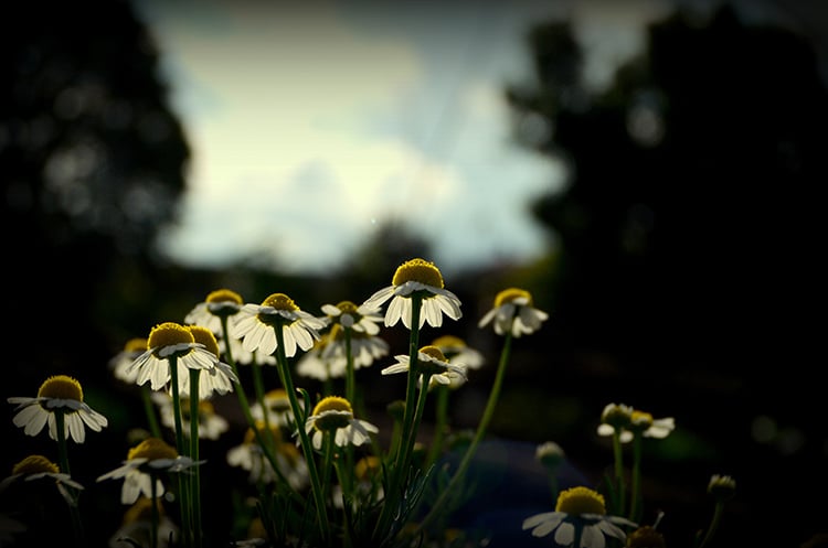 9 plantas usadas por la medicina mapuche