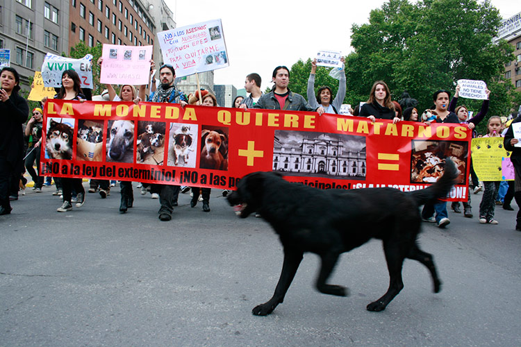 Puerto Montt: Realizarán marcha contra la caza de perros «salvajes»