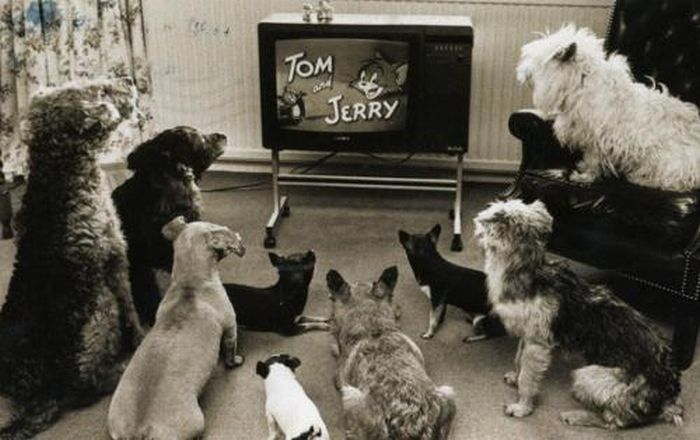 ¿Te has preguntado por qué los perros ven la televisión?