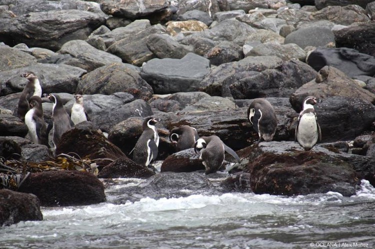 Consejo de Ministros aprobó creación de Área Marina Protegida de Múltiples Usos en Archipiélago de Humboldt