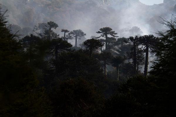 Indignación en Melipeuco ante tardía reacción de autoridades por incendio de bosque nativo