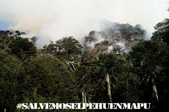 Pdta Bachelet ¡Despierte!: los bosques de Araucarias se están quemando #SalvemoselPehuenMapu #Conguillio