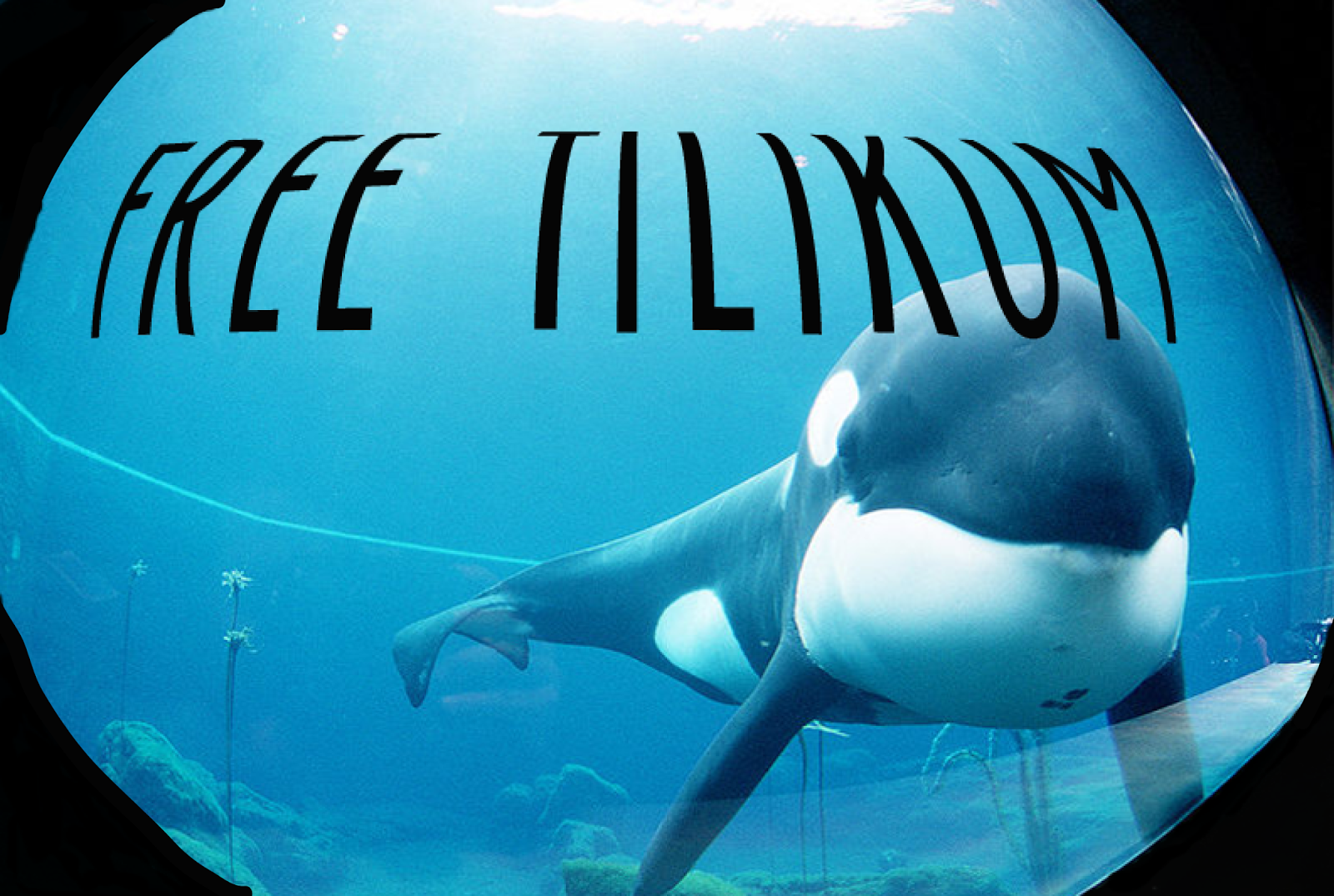 #FreeLolita, movimiento que exige la liberación de una orca que lleva más de cuarenta años en cautividad