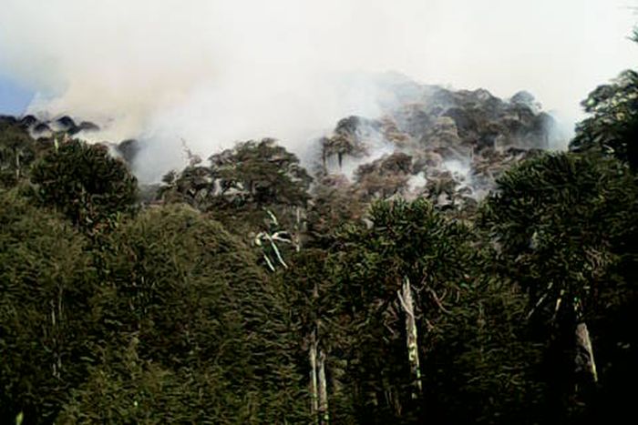 Pehuenches piden a Bachelet “auxilio urgente” para controlar gran incendio en el Pehuén Mapu