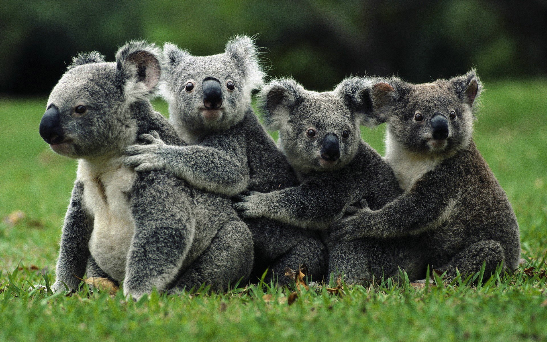 Australia sacrifica a 700 koalas por problemas de superpoblación