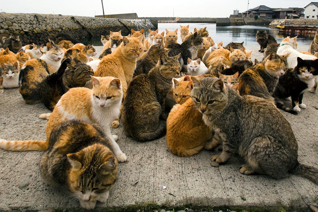 Aoshima la isla de los gatos en Japón