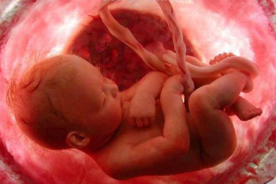 Los secretos de la placenta y sus proyecciones futuras
