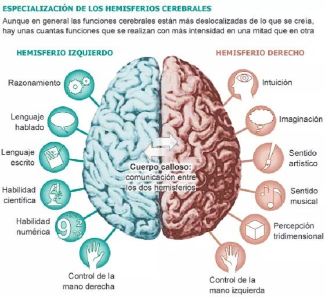 Aprende a conocer tu cerebro: ¿Cuáles son las habilidades que se desarrollan en cada uno de los hemisferios?