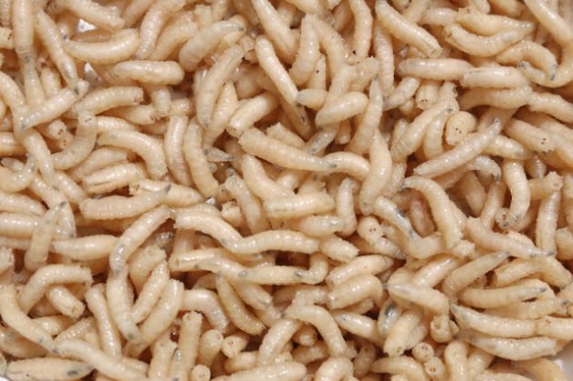 La UE reconoce oficialmente que el gusano de la harina es un alimento seguro