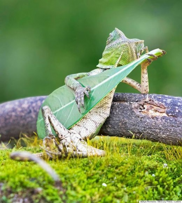 La foto del «lagarto rockero» se vuelve viral en las redes