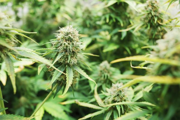 Comisión de salud despacharía la próxima semana proyecto de despenalización al cultivo de la marihuana