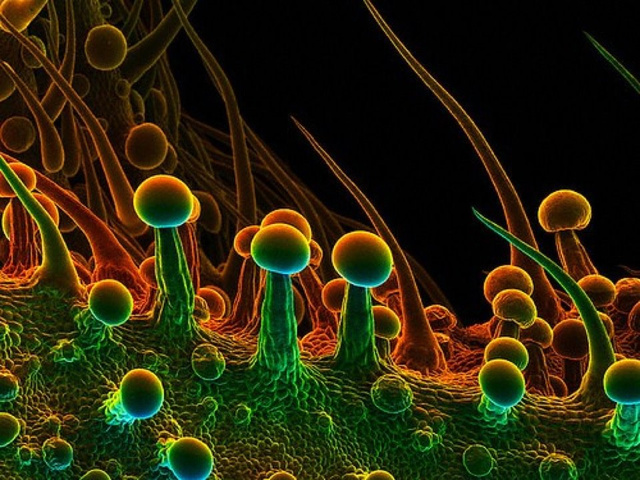 La extraña belleza de la marihuana bajo el microscopio