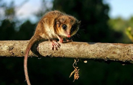 Sala da luz verde a proyecto de Ley de Biodiversidad y Áreas Protegidas