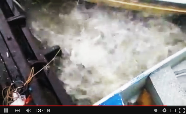 Video de pirañas devorando carne en segundos causa asombro en la red