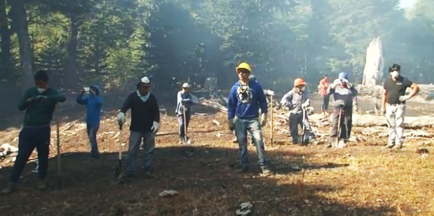 Mapuches que combaten incendio que afecta a araucarias necesitan ayuda para organizar brigada y campamento