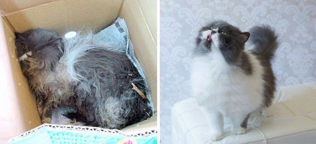 14 gatos antes y después de ser adoptados ¡Adopta uno!