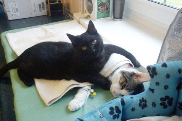 El increíble gato “enfermero” que cuida a otros animales en una veterinaria.