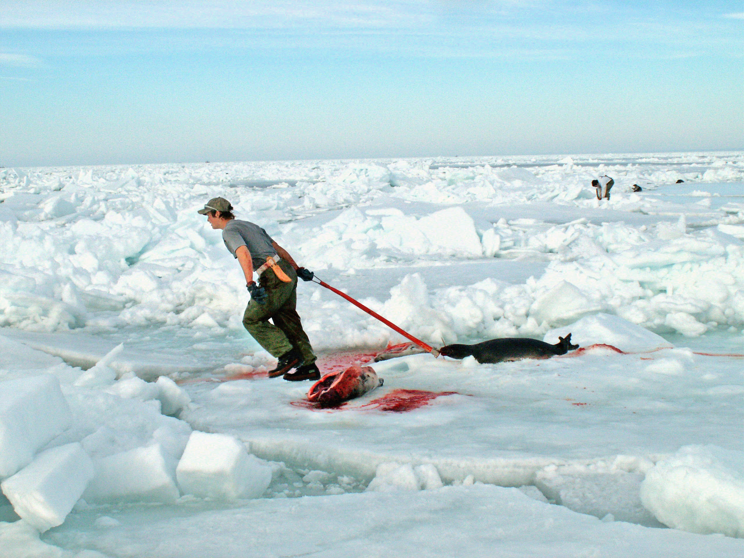 Comienza en Canadá la caza comercial de focas