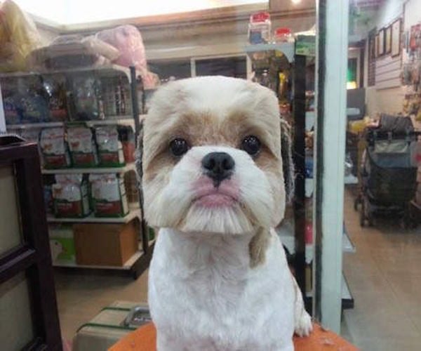 Impacto causan los cortes de pelo geométricos para perros en Taiwan.