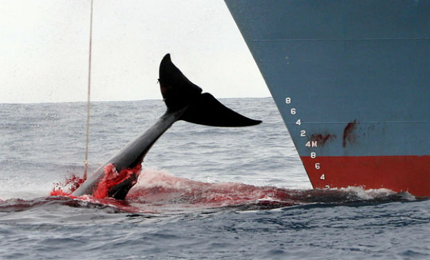 Horror: Japón inicia campaña de pesca de ballenas en el Pacífico norte