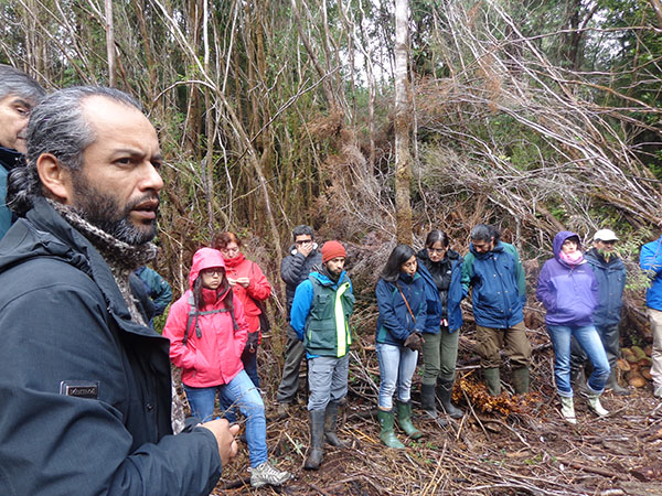 Avances de investigación en Chiloé para mejorar la regeneración del Tepú