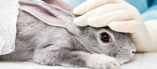 Escandaloso vídeo sobre experimentos con animales en España
