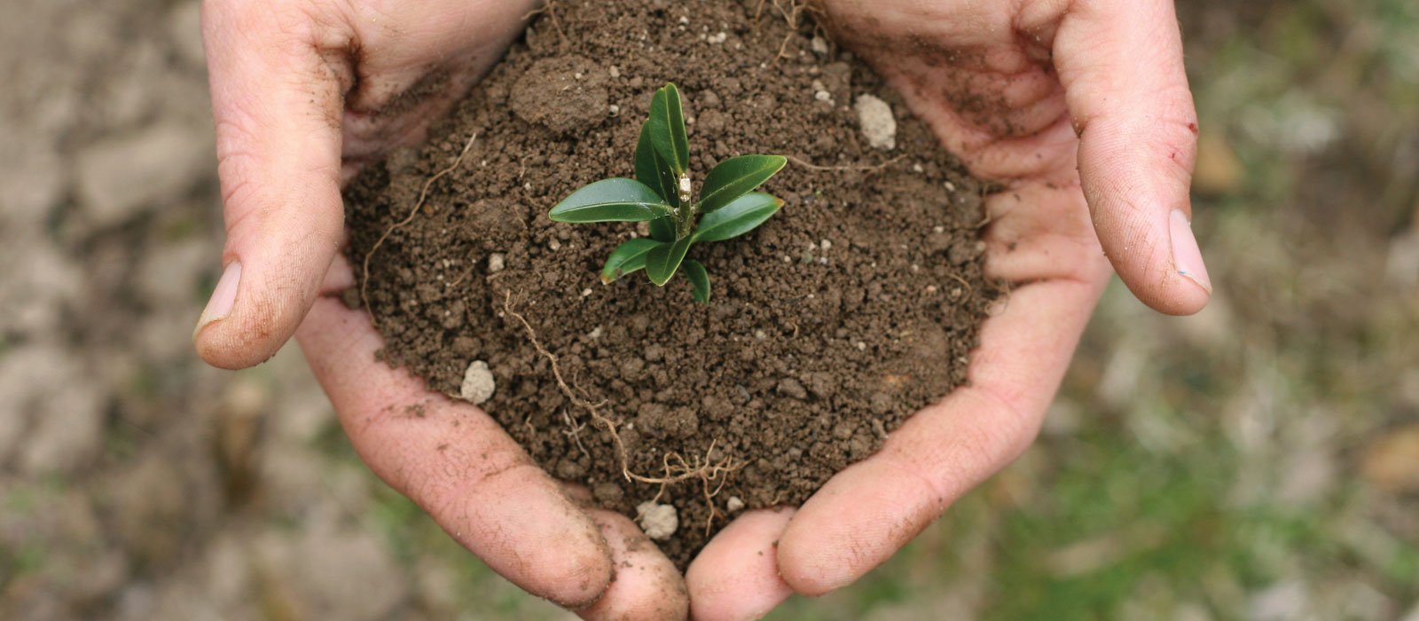 Los países con los habitantes más felices del mundo son ecológicos