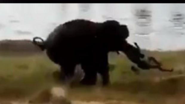 Provocan a elefante y él cobra venganza (Video)