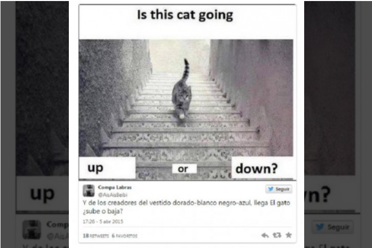 Debate viral: el gato ¿sube o baja las escaleras?