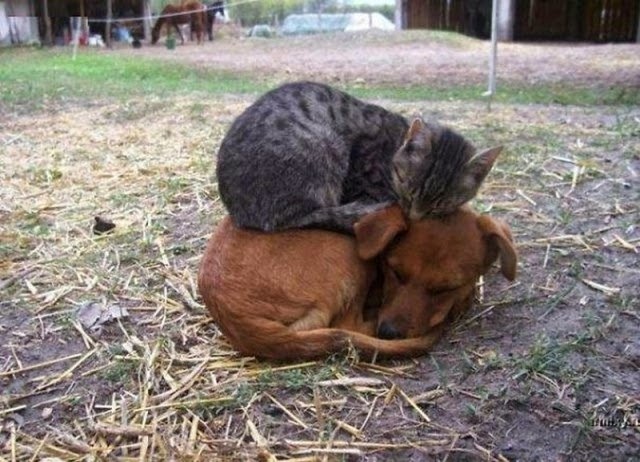 21 extrañas parejas de animales que duermen juntos 21 extrañas parejas de animales que duermen juntos