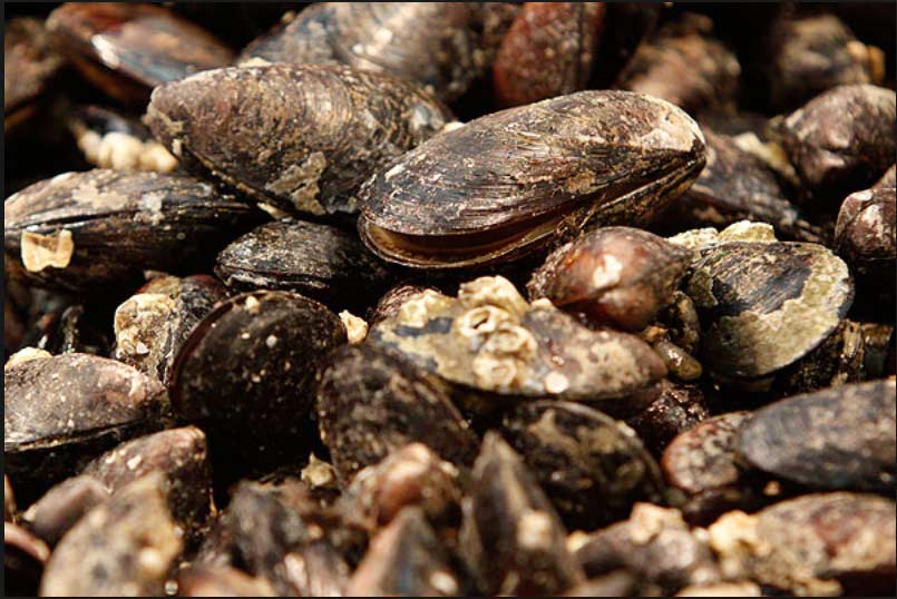 Mariscos del golfo de Arauco tienen veneno diarreico, según SERNAPESCA