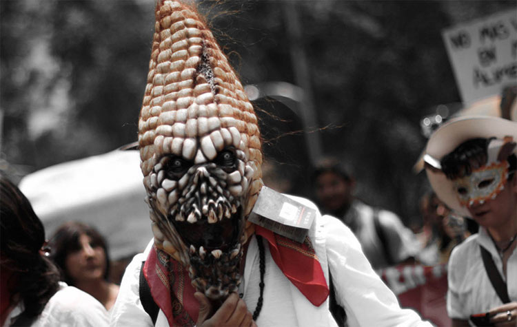 Colectividad del Maíz denuncia que la estrategia de Monsanto ha sido retrasar el debate sobre el daño ambiental