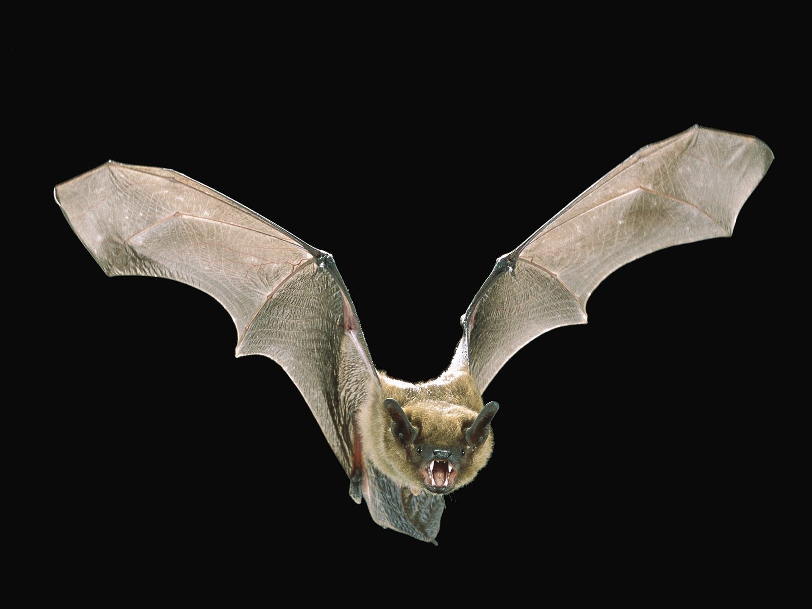Encuentran un murciélago con rabia en un colegio de Valdivia