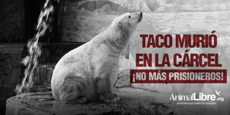 Muere el Oso Polar Taco en una cárcel para animales