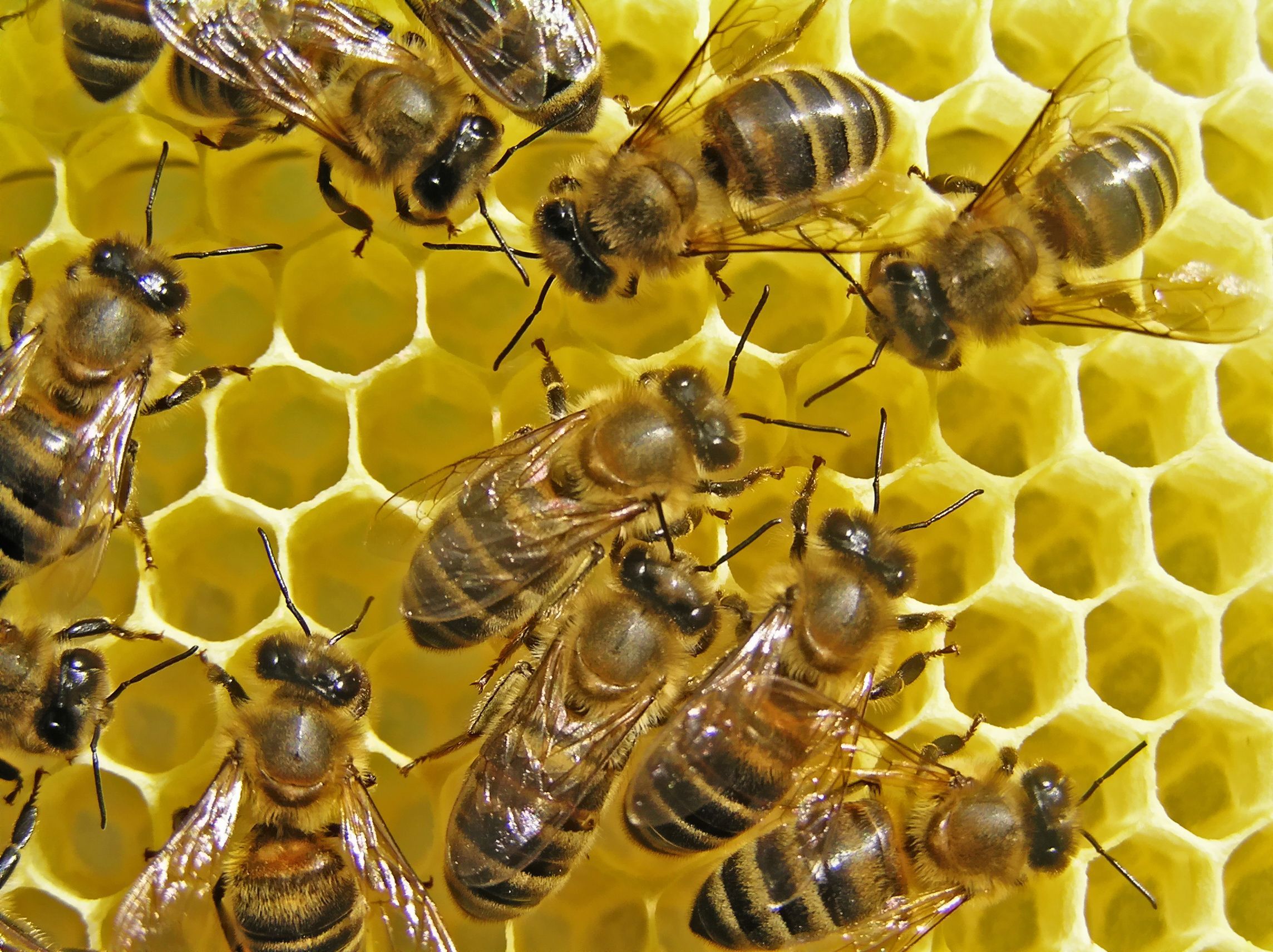 Impactante video: así nace una abeja