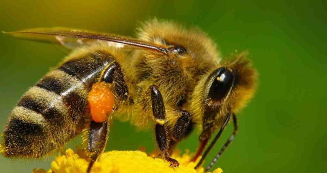 La milenaria abeja melipona, en peligro de extinción