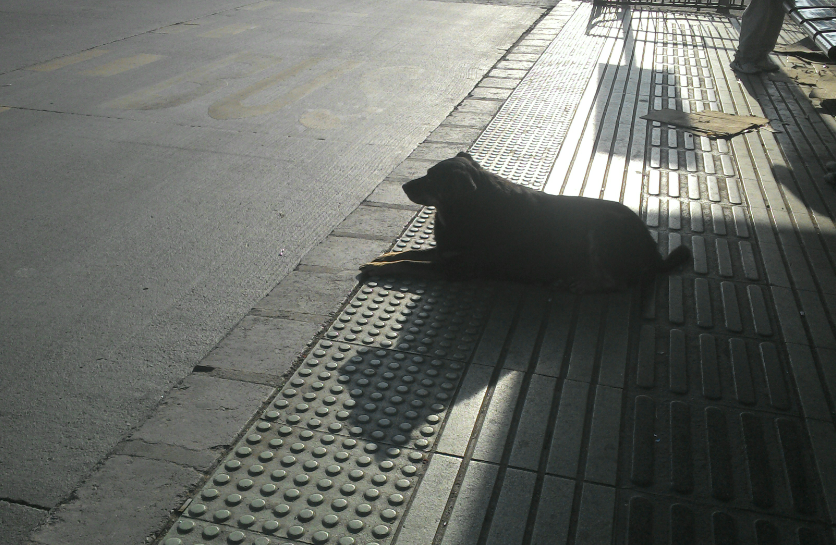 La hermandad de los perros gordos