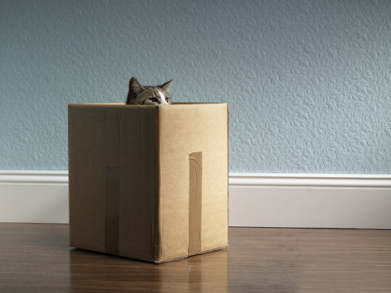 ¿Por qué los gatos adoran las cajas de cartón?