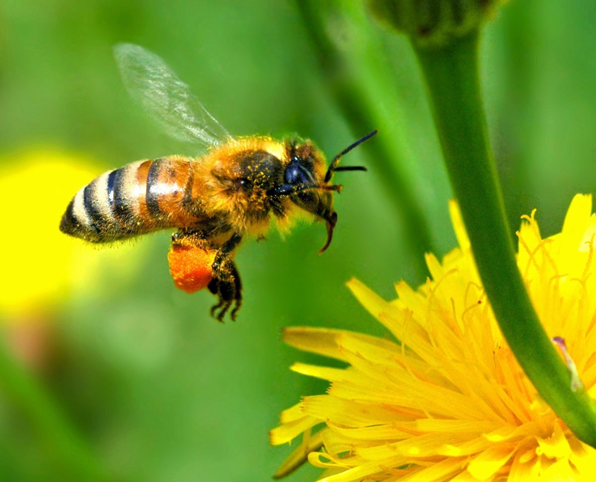 El fascinante proceso de desarrollo de las abejas en time-lapse