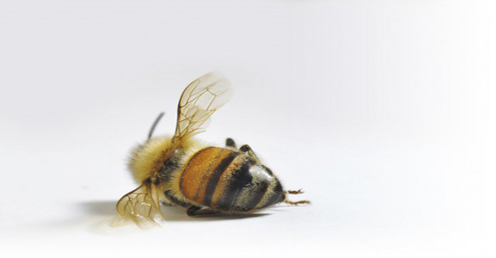 Desde Abril de 2014, La población de abejas ha disminuido entre un 40% y 60%