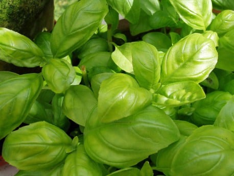 Remedio con albahaca para combatir la alopecia