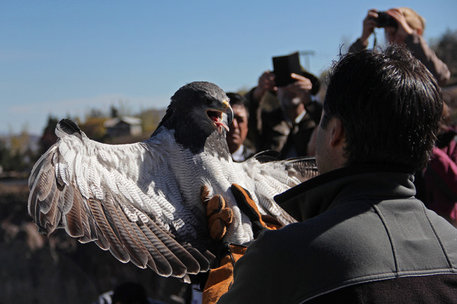 3 águilas chilenas fueron liberadas en el Día Internacional de las Aves