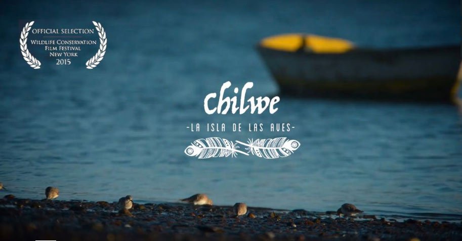 «Chilwe, la Isla de las Aves», un corto que educa sobre la importancia de conservar nuestros humedales