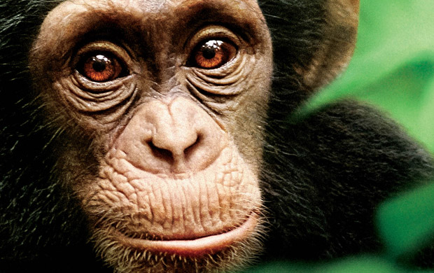 10 datos curiosos sobre los chimpancés