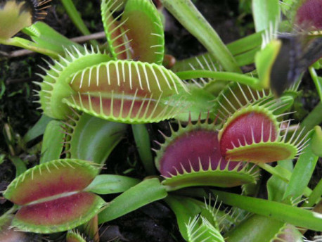 6 Plantas raras que puedes tener al interior de tu casa