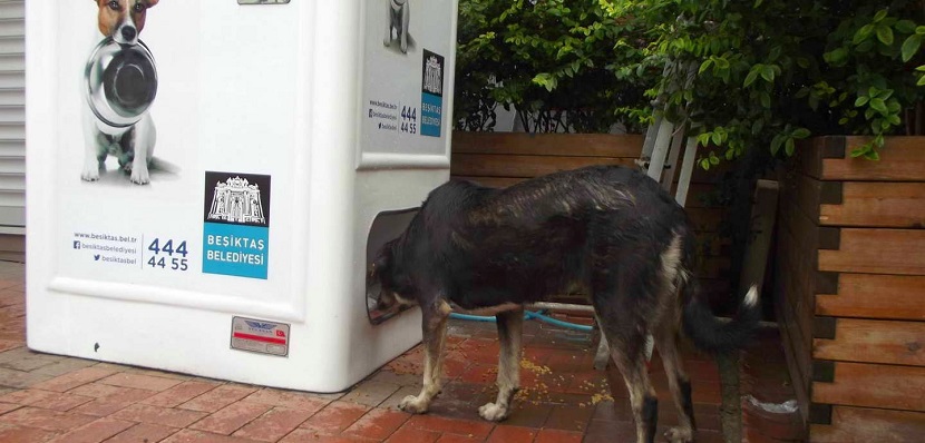 La estupenda iniciativa que dispensa comida y agua automáticamente a perritos callejeros